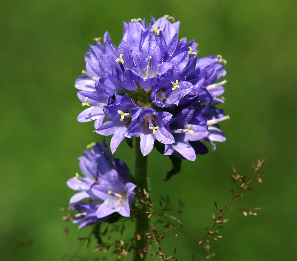 Image of Campanula cervicaria specimen.