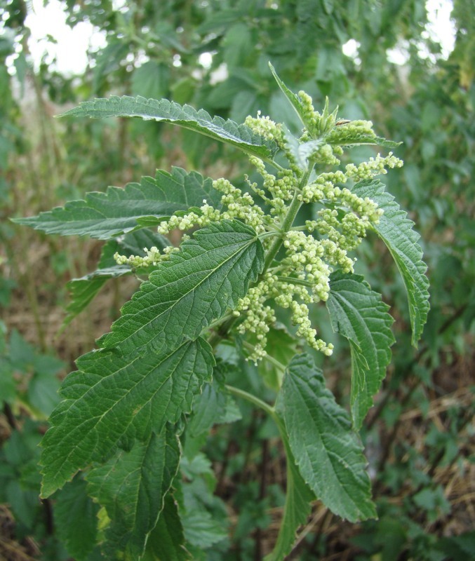 Image of Urtica dioica specimen.