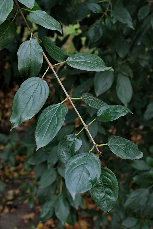 Изображение особи Rhamnus cathartica.