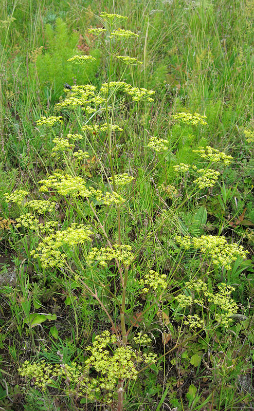 Изображение особи Xanthoselinum alsaticum.