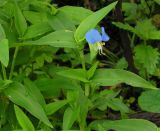 Commelina communis