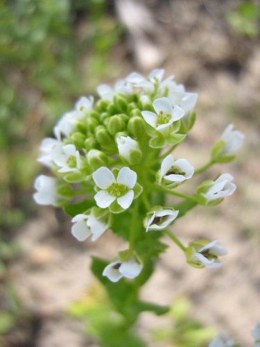 Image of Thlaspi arvense specimen.