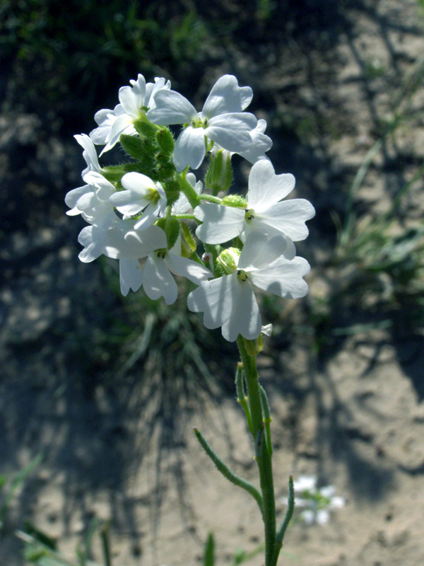 Image of Cryptospora omissa specimen.