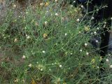 Zygophyllum eichwaldii. Цветущее растение. Узбекистан, Бухарская обл., берег озера Денгизкуль. 05.06.2009.
