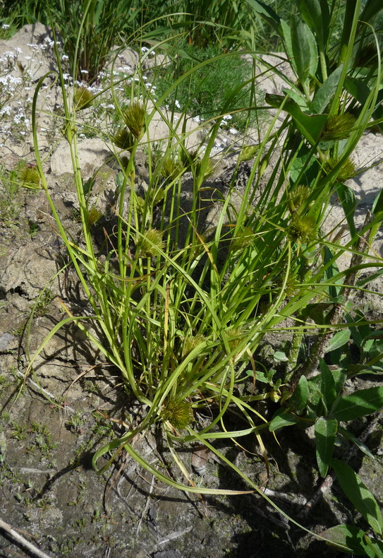 Image of Carex bohemica specimen.