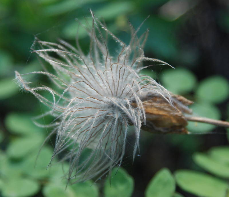 Image of Pulsatilla multifida specimen.