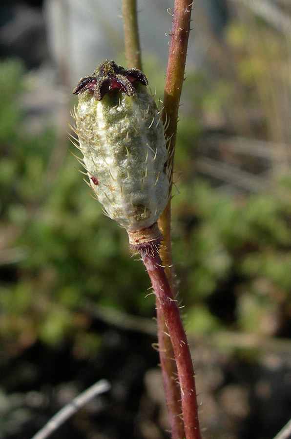 Изображение особи Papaver setosum.