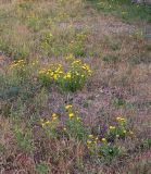 Grindelia squarrosa