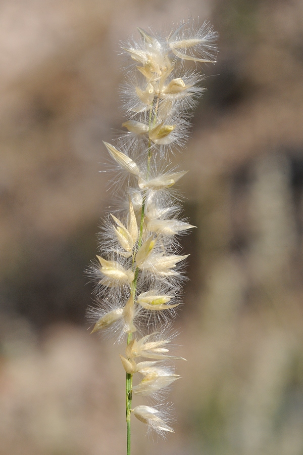 Image of Melica jacquemontii specimen.