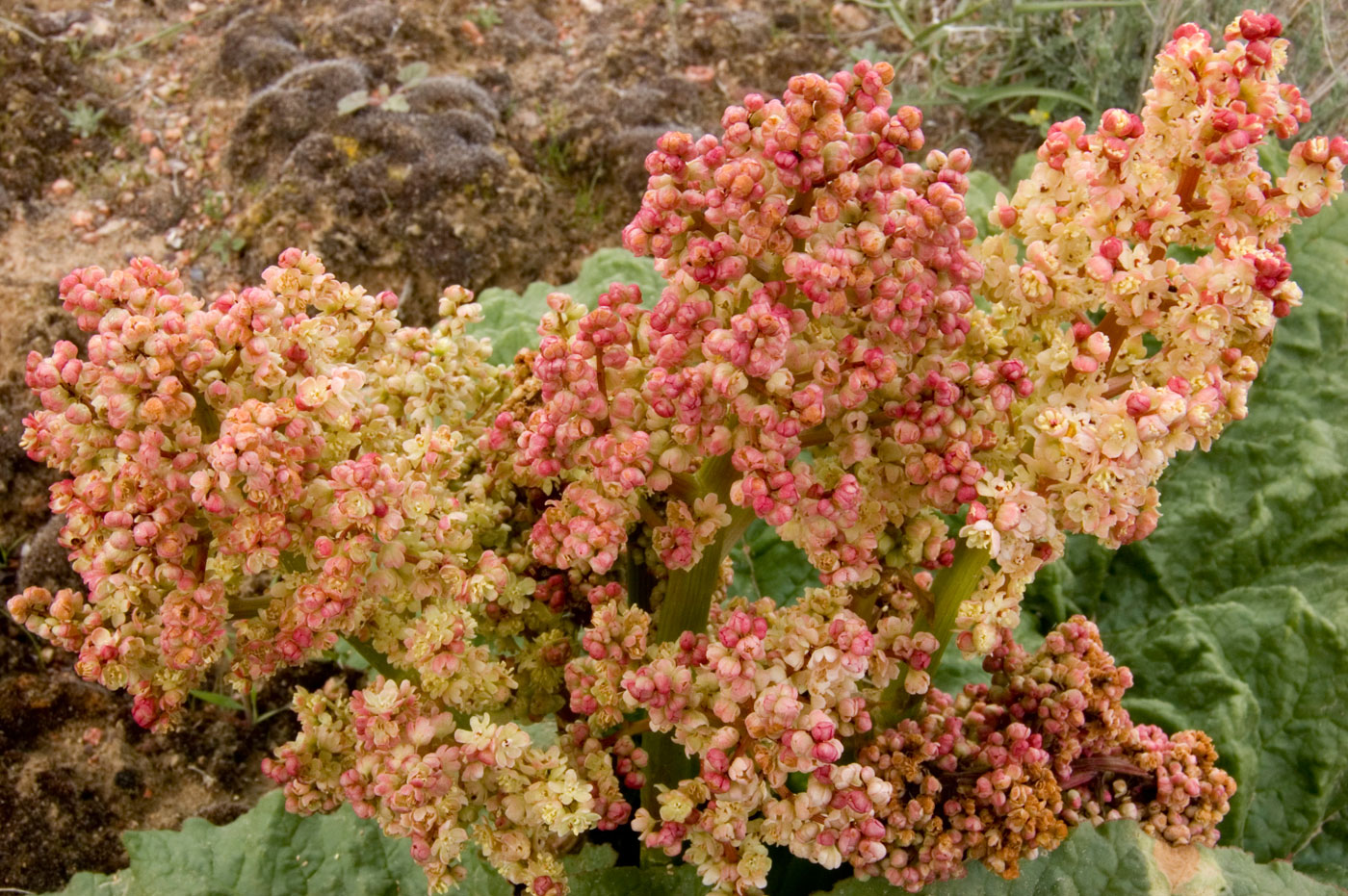 Image of Rheum tataricum specimen.