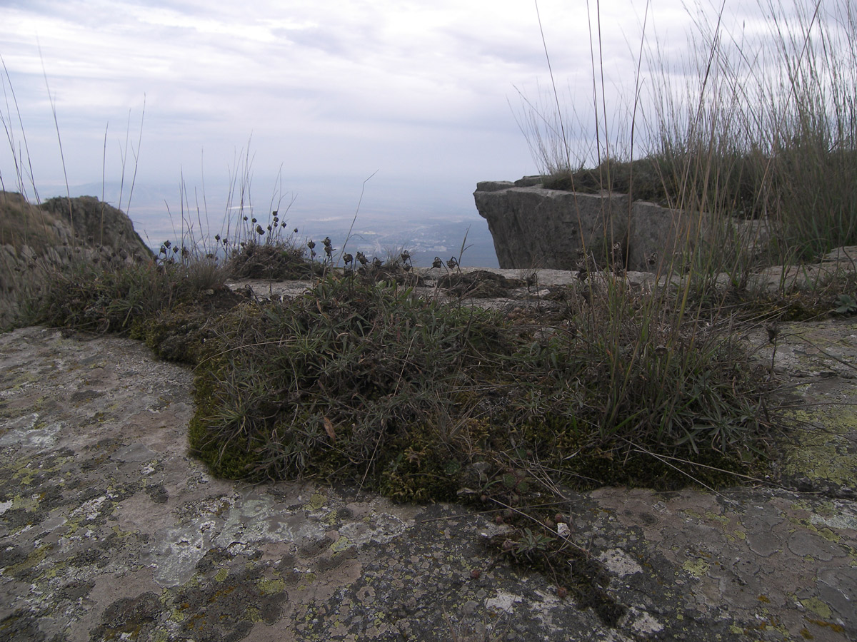 Image of Campanula saxifraga specimen.