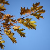 Quercus rubra