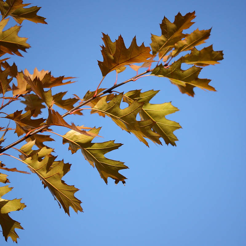 Изображение особи Quercus rubra.