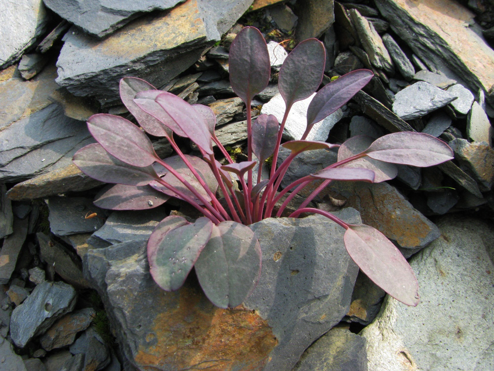 Image of Crepis nana specimen.