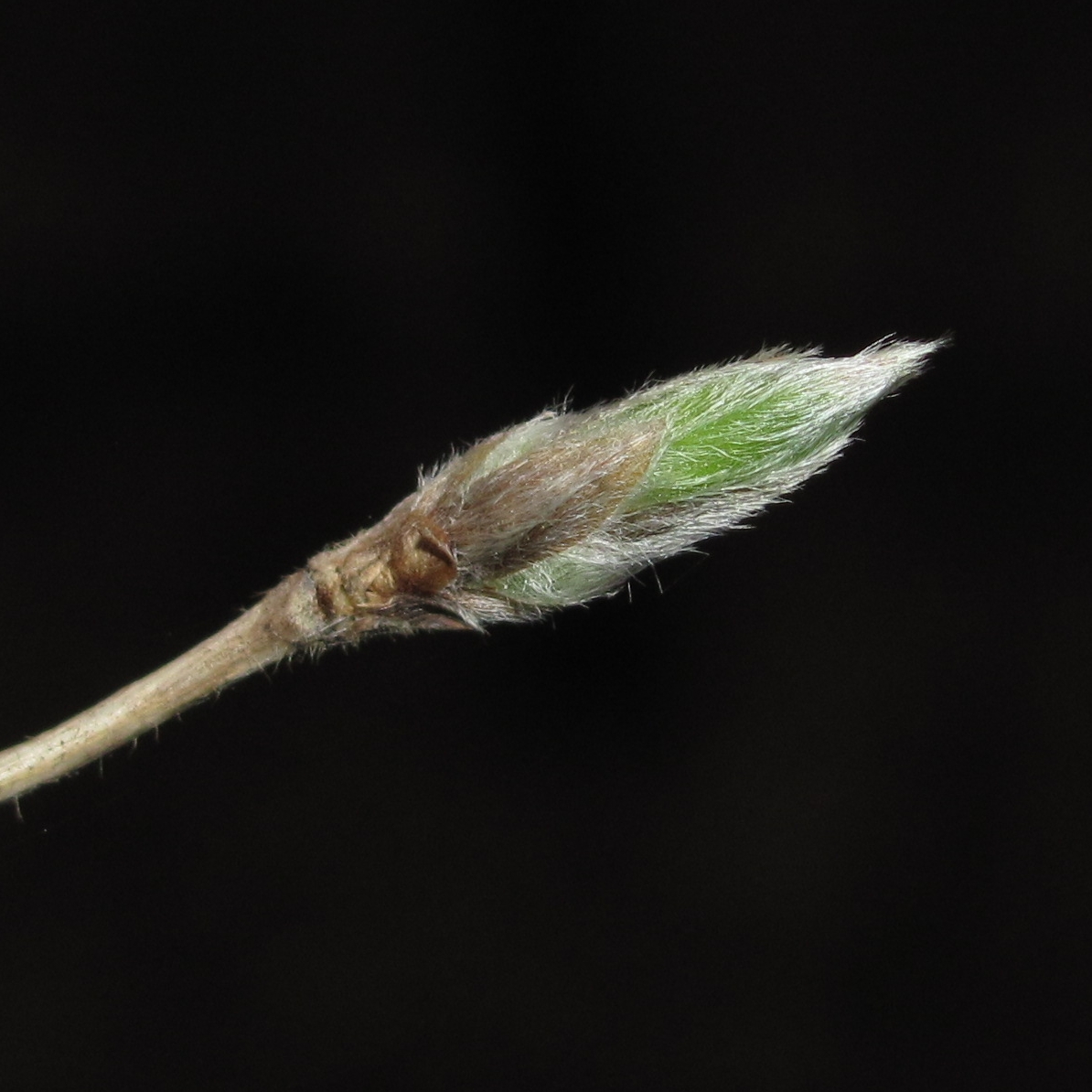 Image of Lonicera xylosteum specimen.