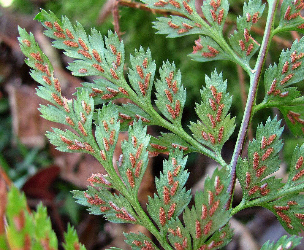 Изображение особи Asplenium adiantum-nigrum.