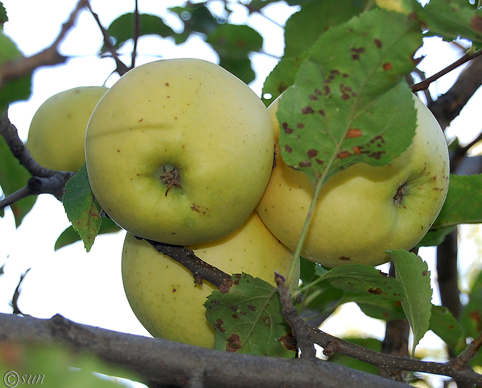 Изображение особи Malus domestica.