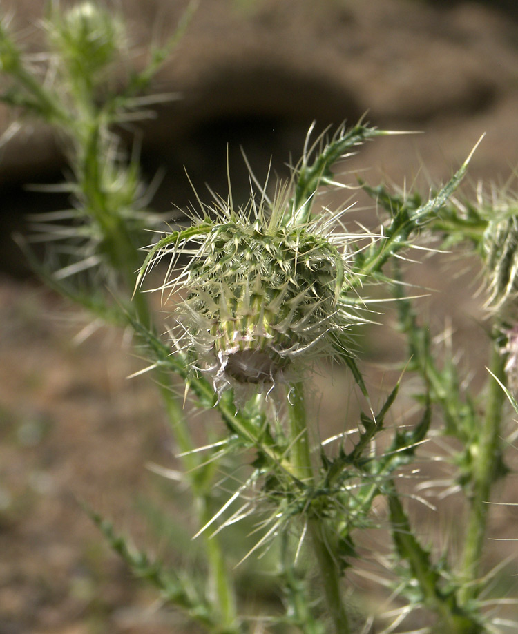 Изображение особи Cirsium echinus.