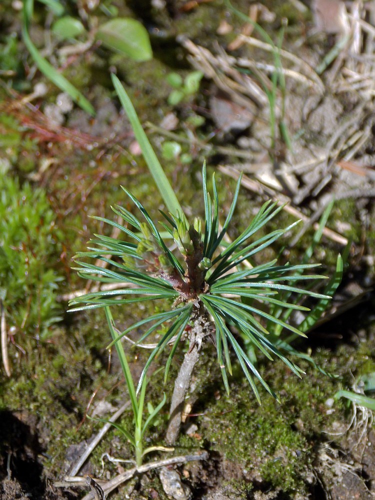 Изображение особи Pinus albicaulis.