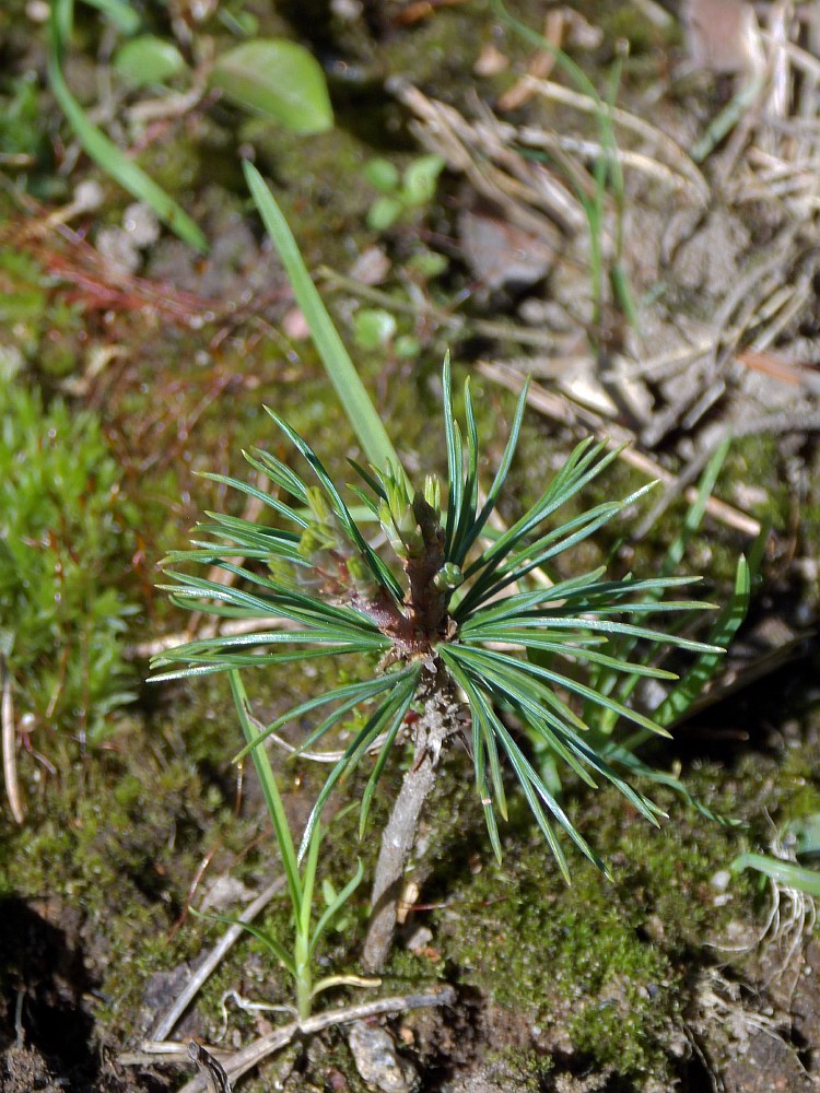 Image of Pinus albicaulis specimen.