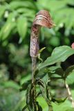 Arisaema nepenthoides