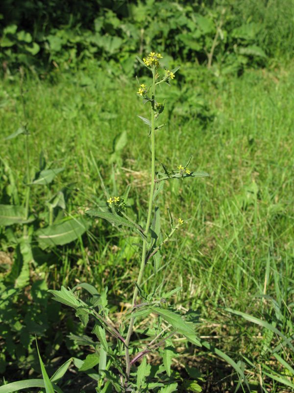 Изображение особи Sisymbrium officinale.