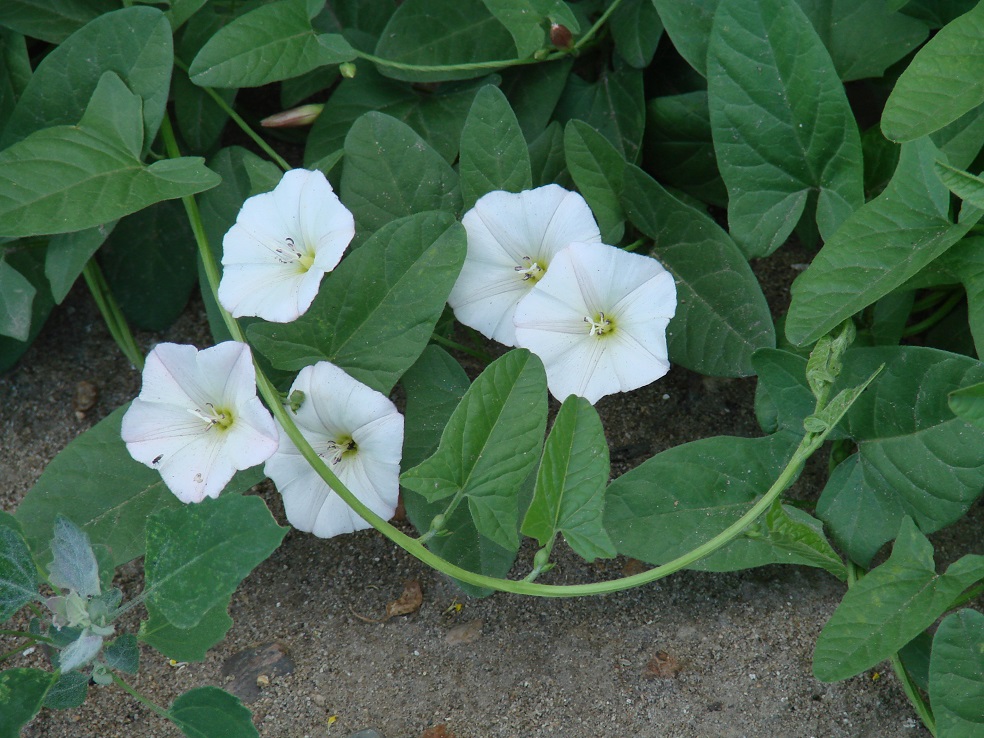 Изображение особи Convolvulus arvensis.