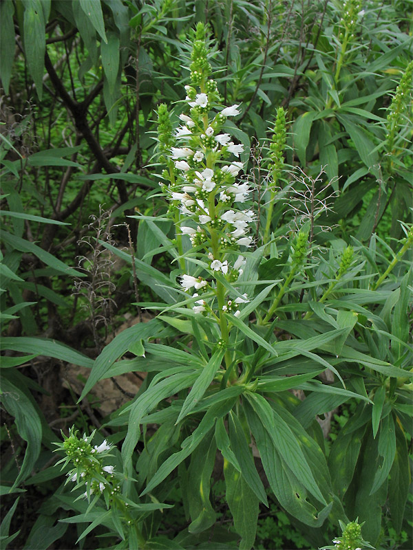 Image of Echium onosmifolium specimen.