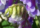 Vicia villosa