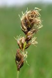 Carex divisa