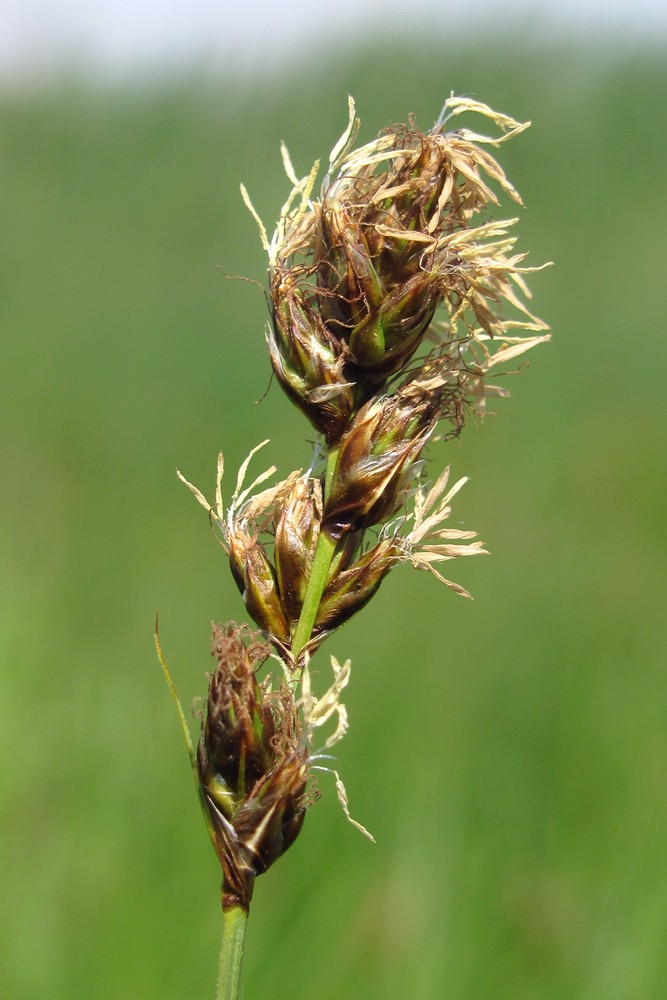 Изображение особи Carex divisa.