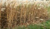 Miscanthus purpurascens. Плодоносящие растения. Германия, г. Берлин, озеленение. Январь 2015 г.