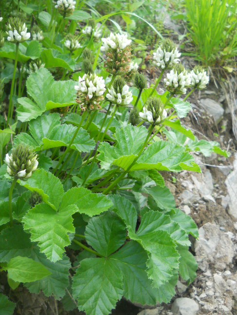 Изображение особи Psoralea acaulis.