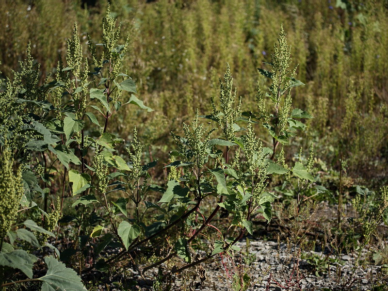 Image of Cyclachaena xanthiifolia specimen.