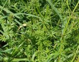 Galium pseudorivale