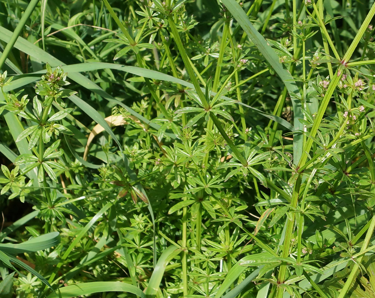 Image of Galium pseudorivale specimen.