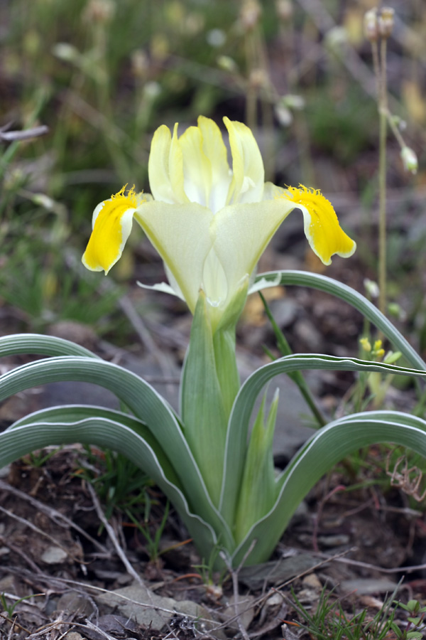 Изображение особи Juno orchioides.