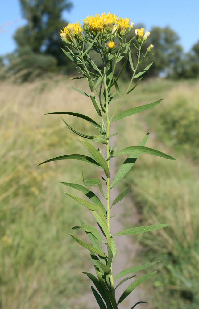 Image of Galatella biflora specimen.