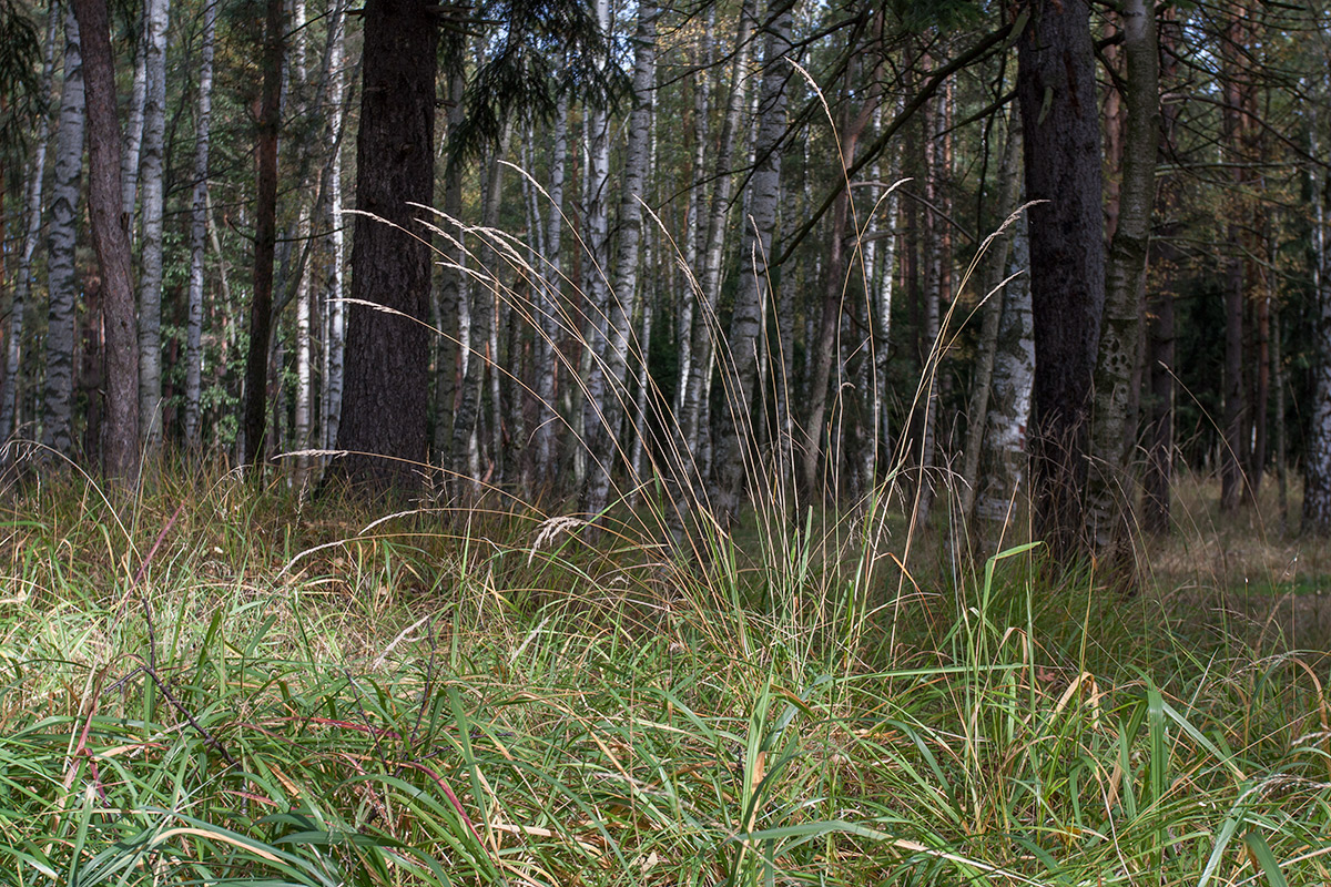 Изображение особи Calamagrostis arundinacea.