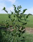 Lithospermum officinale. Верхушка цветущего растения. Ростовская обл., Азовский р-н, окр. пос. Солнечный, обочина дороги. 06.06.2015.