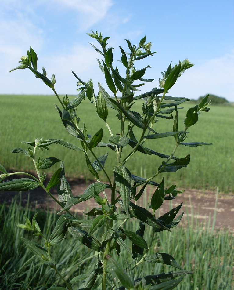 Изображение особи Lithospermum officinale.