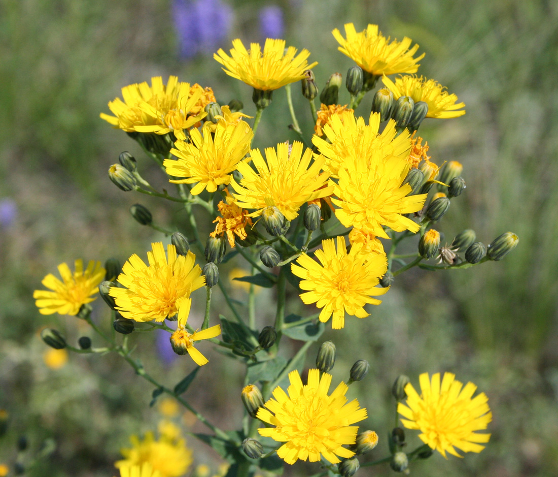 Изображение особи Hieracium robustum.