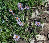 Erigeron flaccidus