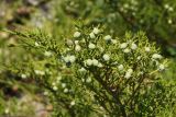 Juniperus sabina. Веточка с незрелыми шишкоягодами. Восточный Казахстан, Кокпектинский р-н, 25 км в горы от с. Пантелеймоновка, 1000 м н.у.м., каменистая сопка. 17.07.2015.