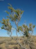 Suaeda physophora