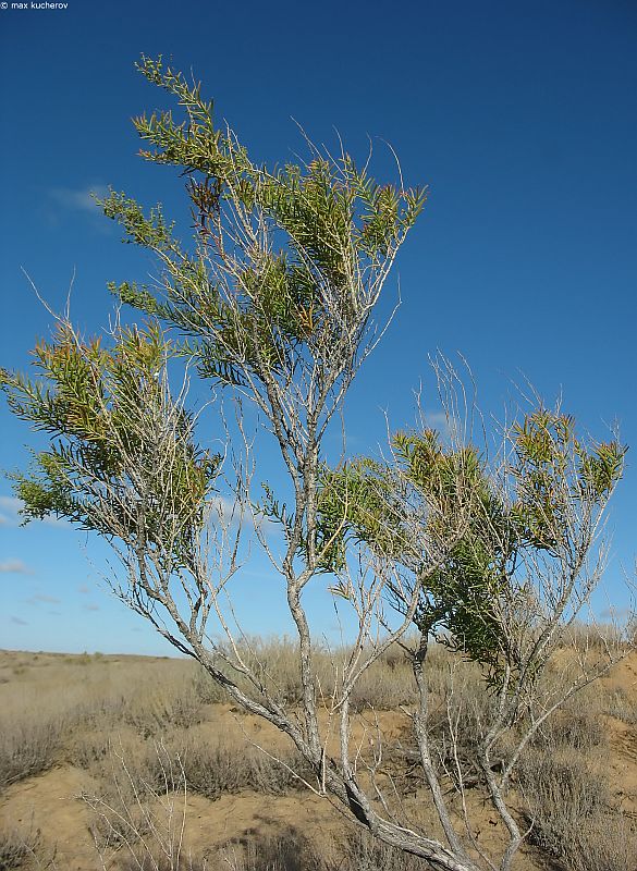 Image of Suaeda physophora specimen.