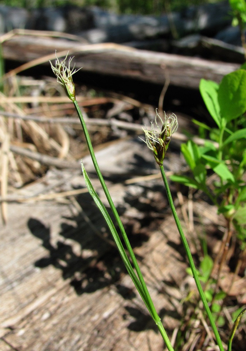 Image of Carex chordorrhiza specimen.