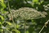 род Heracleum. Соплодие. Адыгея, Майкопский р-н, окр. пос. Никель. 18.07.2015.