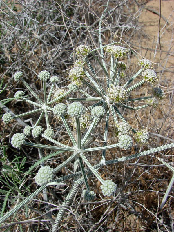 Изображение особи Ferula karelinii.