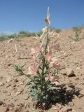 Delphinium camptocarpum. Цветущее растение. Узбекистан, пустыня Кызылкум, восточная оконечность останца Султан-Увайс, окр. развалин крепости Аяз-Кала, опесчаненный склон. 19.05.2015.